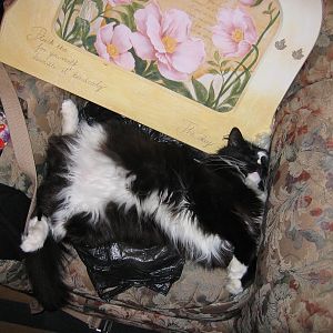 О_о мой кот