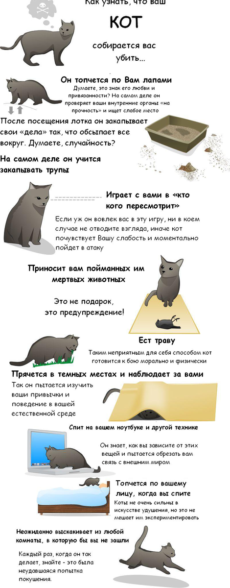 Коты убийцы))