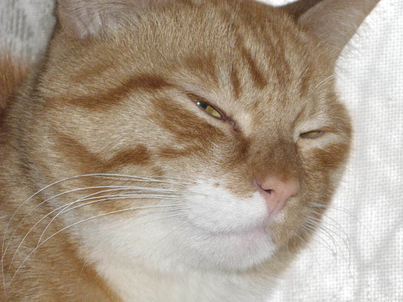 мой кошаГо)