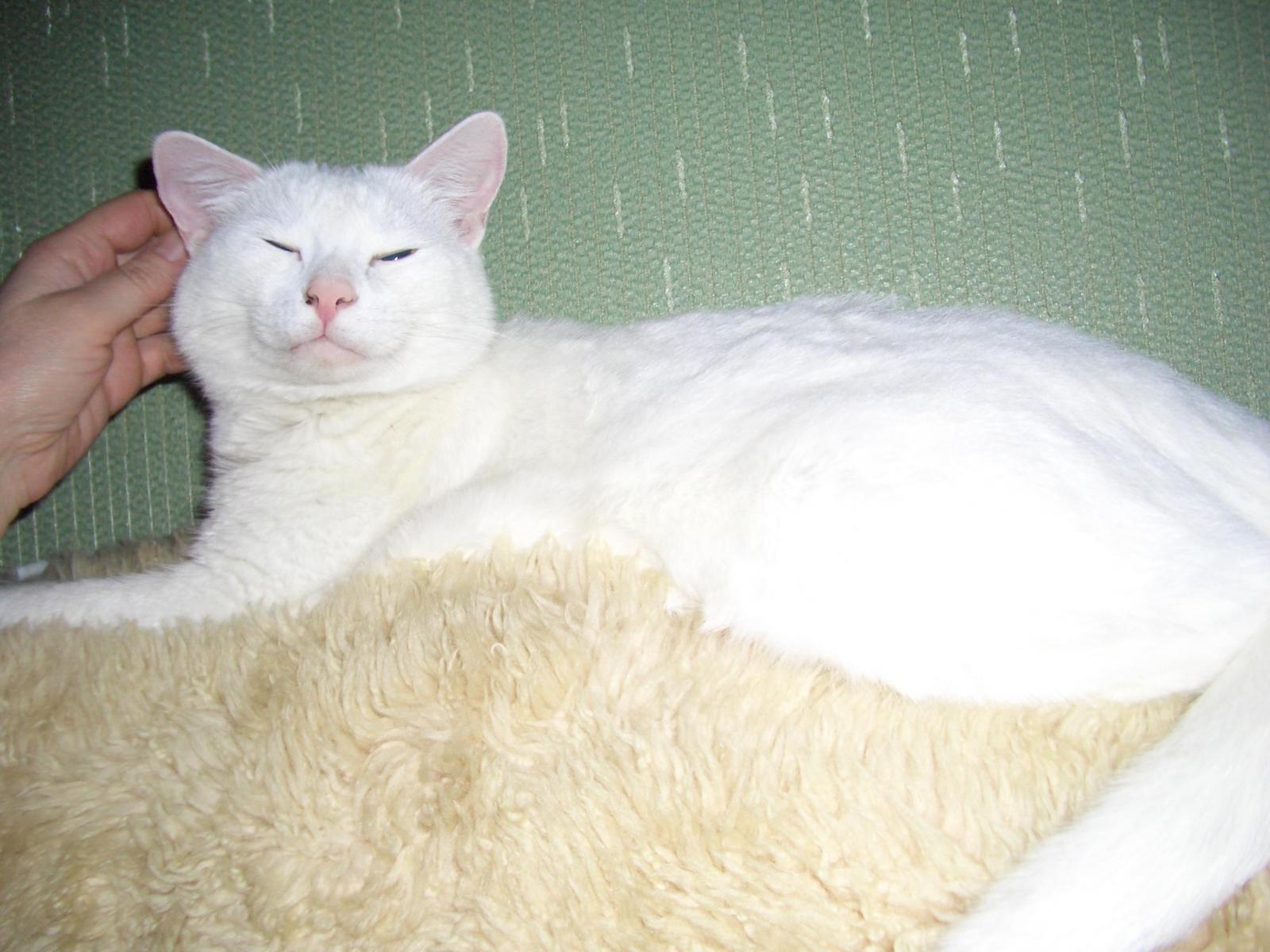 мой кот)