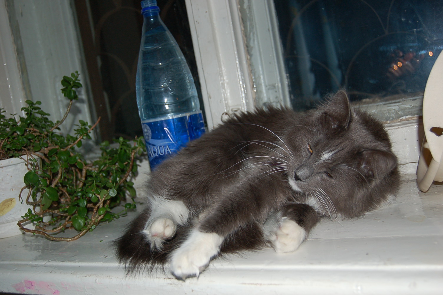 Мой кот