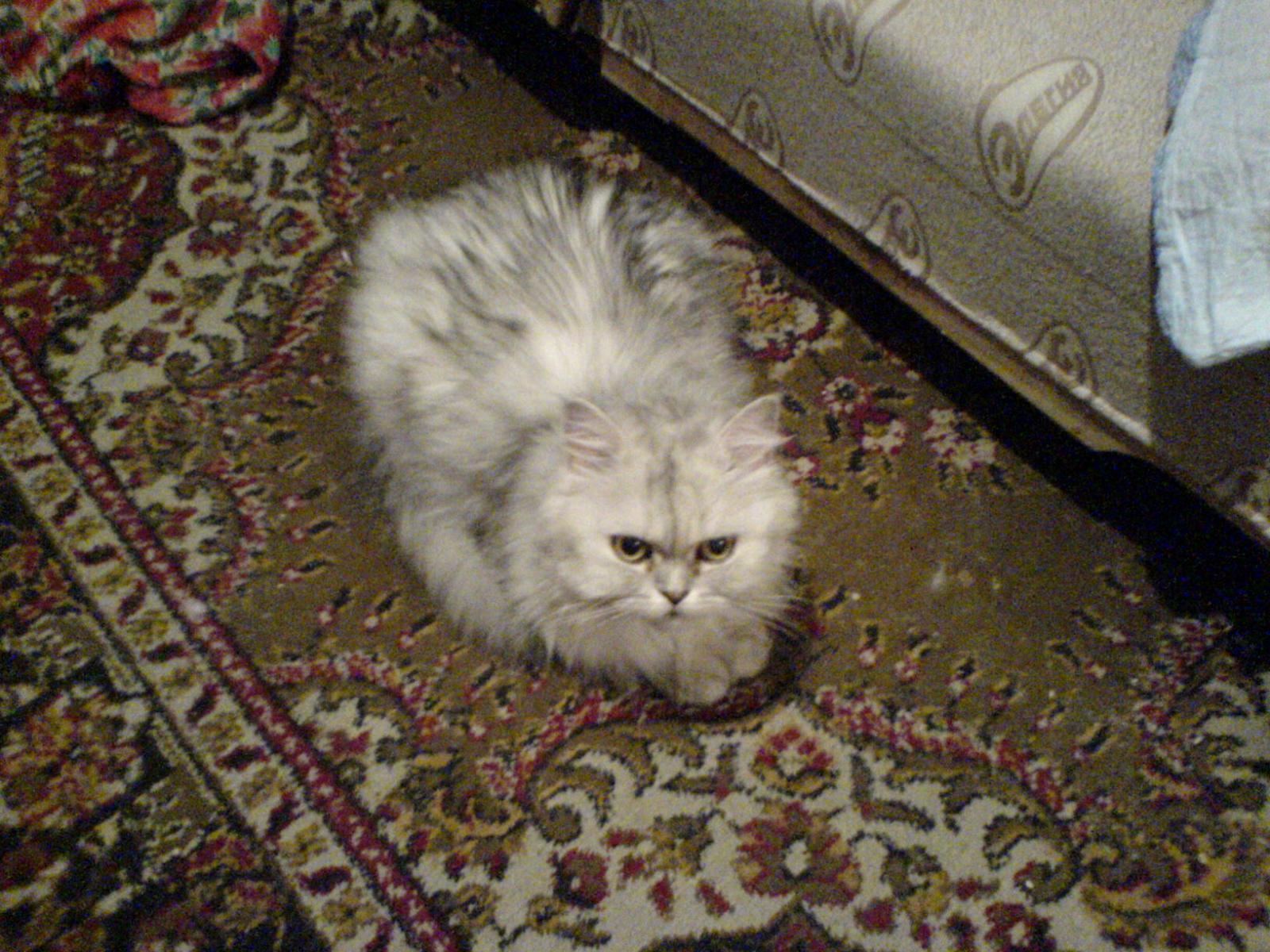 Продолжаем тему кошек)