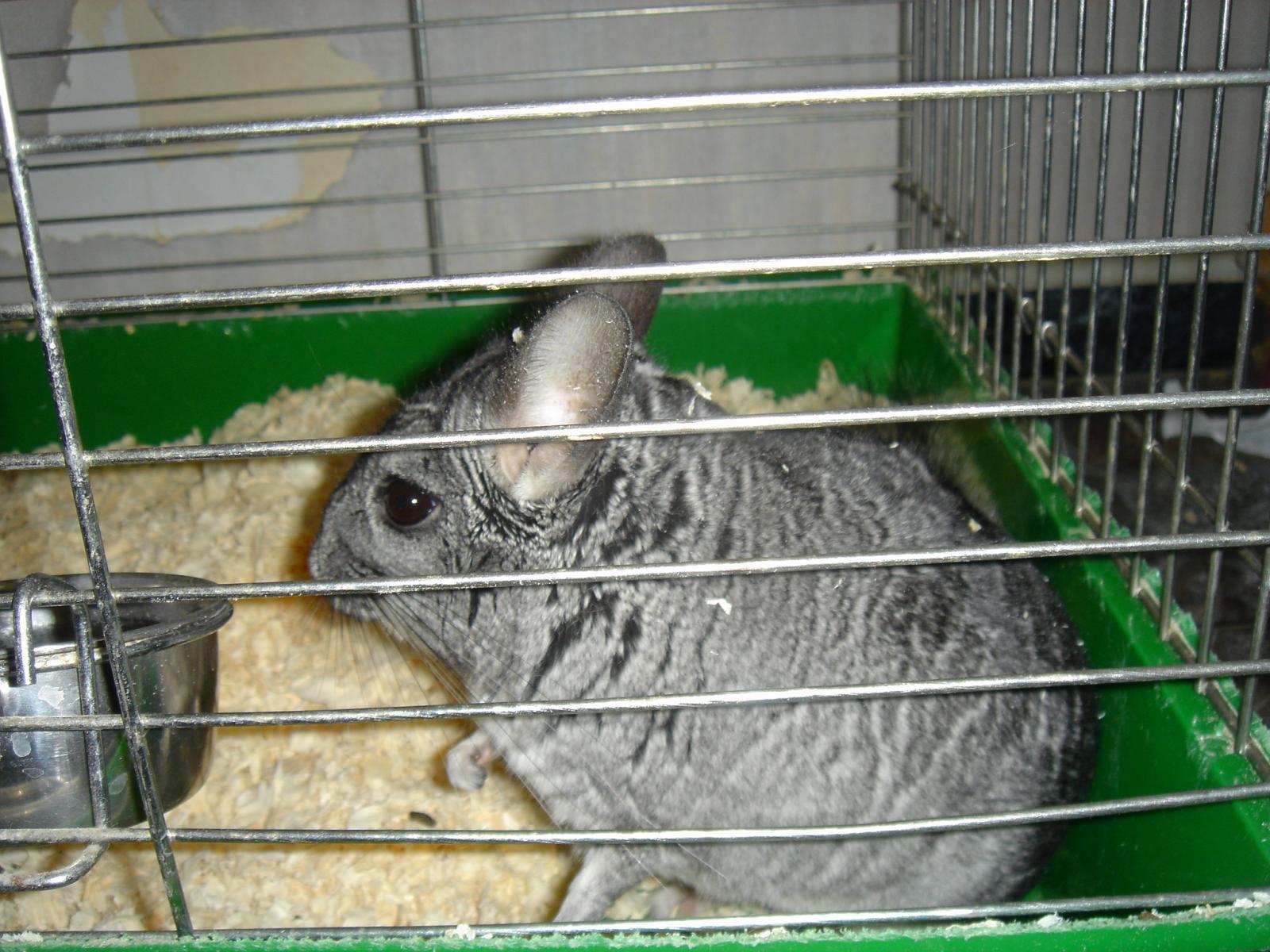 продолжим тему животных ^^